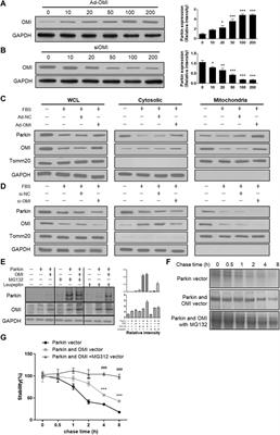 Estrogen receptor α regulates phenotypic switching and proliferation of vascular smooth muscle cells through the NRF1-OMI-mitophagy signaling pathway under simulated microgravity